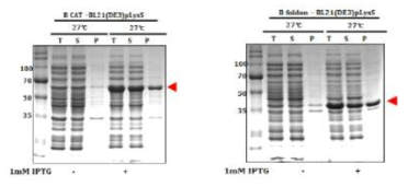 E. coli soluble expression of B/Yamagata/16/1988 virus HA stalk protein fused with CAT(left) or foldon(right)