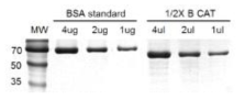 Quantification of B stalk-CAT