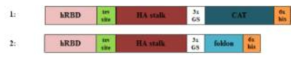 Constructs of recombinant Influenza A virus HA stalk fusion protein