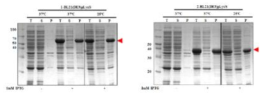 CAT-A HA stalk, foldon-A HA stalk 융합단백질의 대장균 내 과발현 결과