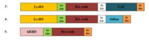 Constructs of recombinant Influenza A virus HA stalk fusion protein fused with LysRS