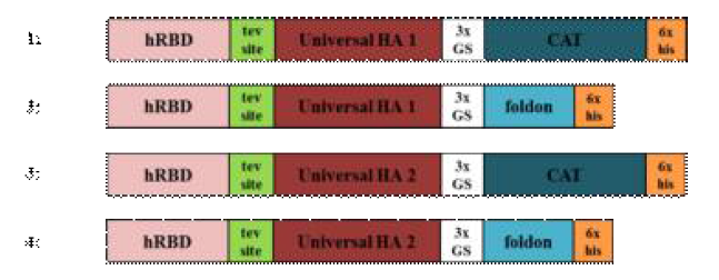 Constructs of recombinant universal HA fusion protein