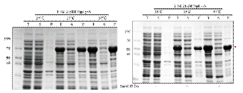 Expression of hRBD-universal HA1-CAT(1) and hRBD-universal HA1-foldon(2)