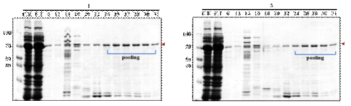 Construct 1(HA1-CAT) ,3(HA2-CAT) 융합 단백질의 Ni+ chromatography