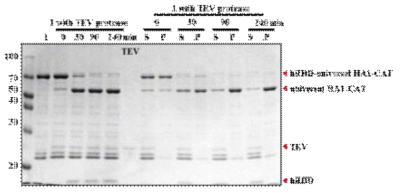 1번 융합단백질의 TEV cleavage와 solubility test