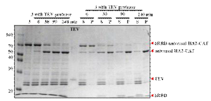 3번 융합단백질의 TEV cleavage와 solubility test