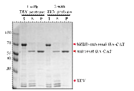 16℃에서 cleavage 후 solubility test