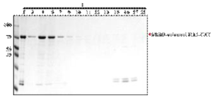 hRBD-universal HA1-CAT의 size exclusion chromatography