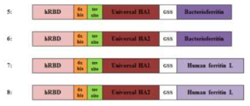 Constructs of recombinant Universal HA-Ferritin fusion protein