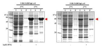 Expression of hRBD-universal HA-1-Bacterioferritin (5)