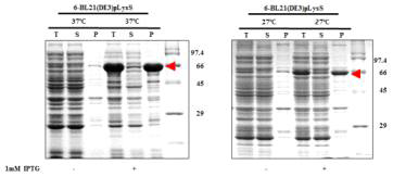 Expression of hRBD-universal HA-2-Bacterioferritin (6)