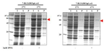 Expression of hRBD-universal HA-1-Human ferritin L (7)