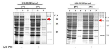 Expression of hRBD-universal HA-2-Human ferritin L (8)