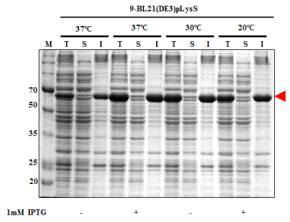 Expression of hRBD-universal B-Bacterioferritin (9)