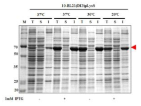 Expression of hRBD-universal B-Human ferritin L (10)