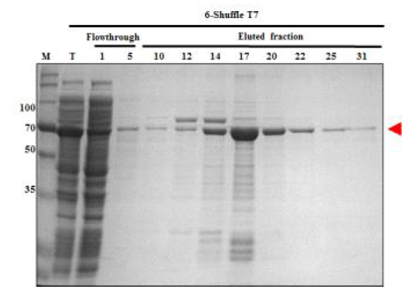 Nickel-affinity chromatography of hRBD3-Universal HA2-Bacterioferritin (6)