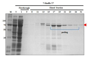 Nickel-affinity chromatography of hRBD3-Universal HA1-Human ferritin L (7)