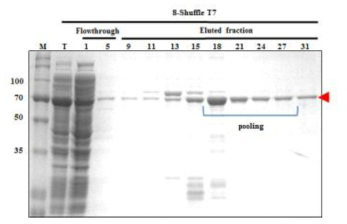 Nickel-affinity chromatography of hRBD3-Universal HA2-Human ferritin L (8)