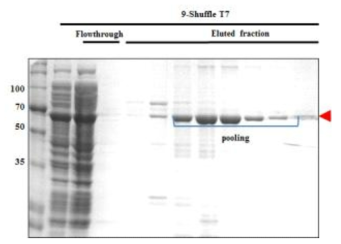 Nickel-affinity chromatography of hRBD3-Universal B-Bacterioferritin (9)