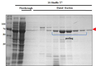 Nickel-affinity chromatography of hRBD3-Universal B-Human ferritin L (10)
