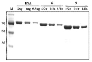 Quantification of hRBD3-universial HA-A-2-Bacterioferritin and hRBD3-universial HA-B-Bacterioferritin
