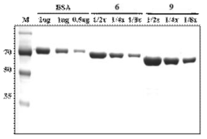 Quantification of hRBD3-universial HA-A-2-Bacterioferritin and hRBD3-universial HA-B-Bacterioferritin