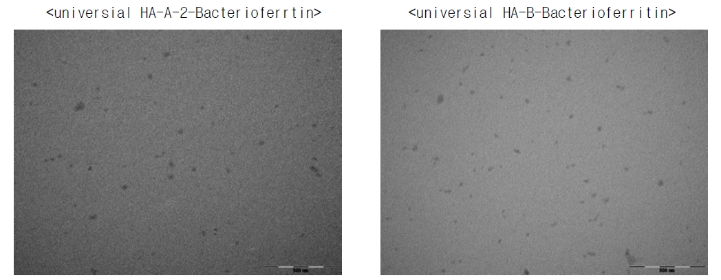 Transmission electronic microscopy of universial HA-A-2-Bacterioferritin and universial HA-B-Bacterioferritin