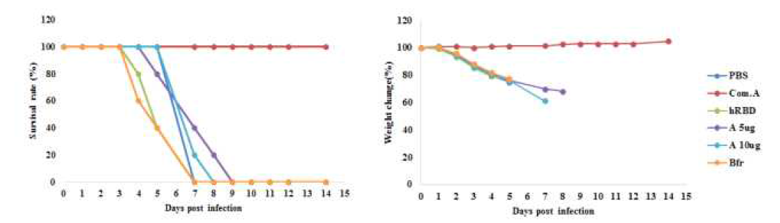 survival rate and weight change of mice infected A virus