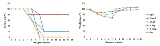 survival rate and weight change of mice infected B virus