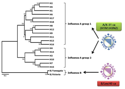 Influenza A virus HA protein의 phylogenetic tree