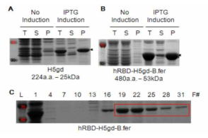 hRID-H5gd-B.fer 단백질의 발현 테스트 및 정제 결과