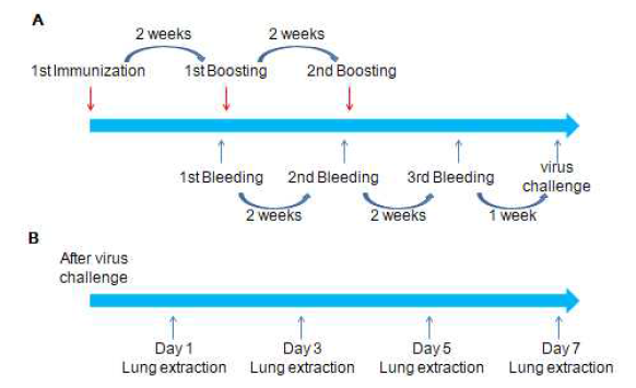 Schedule of mouse test