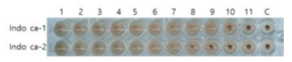 Egg propagation of A/Indonesia/5/05 (H5N1) virus