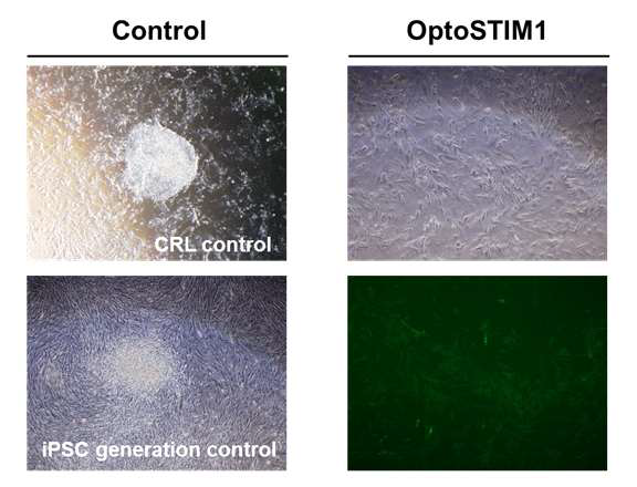 역분화줄기세포 생성 방식을 응용하여 OptoSTIM1 바이오센서가 안정적으로 삽입된 줄기세포주의 확립 시도