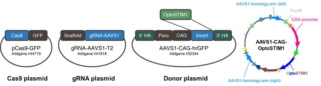 CRISPR-Cas9 system 를 통해 OptoSTIM1을 AAVS1 locus로 삽입하기 위한 플라스미드 설계