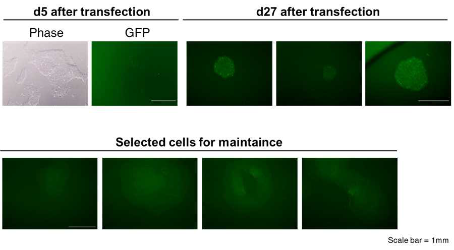OptoSTIM1 바이오센서가 안정적으로 삽입된 줄기세포주의 확립 및 유지