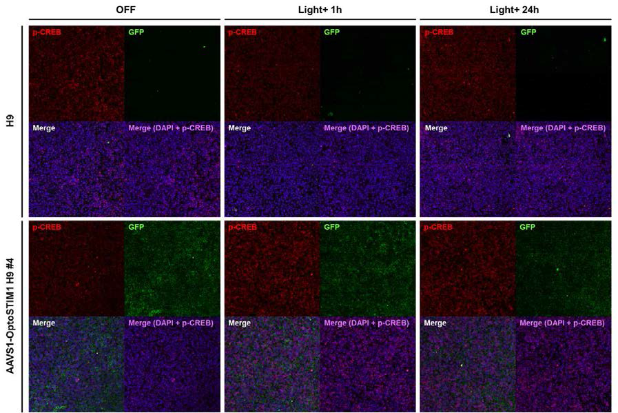 빛 자극에 따른 전사인자 CREB의 인산화 상태 변화 - 신경외배엽