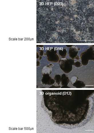 2D 간세포, 3D 간세포, 3D 간 오가노이드의 형태학적 비교