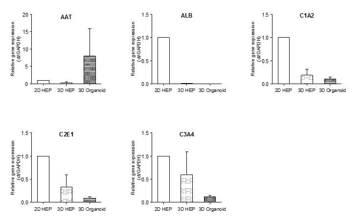 2D 간세포, 3D 간세포, 3D 오가노이드에서의 간세포 특이적 유전자 발현 비교