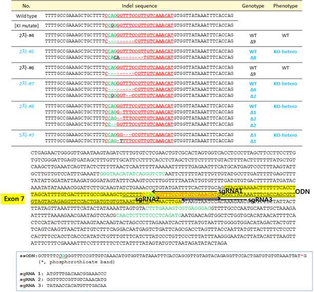 3종류의 sgRNA 추가를 통한 유전자 변형 마우스의 유전형 분석