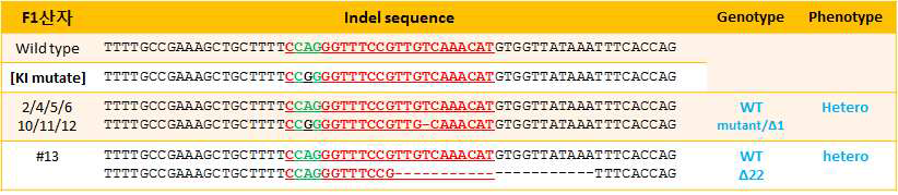 F1 산자 마우스의 유전형 분석
