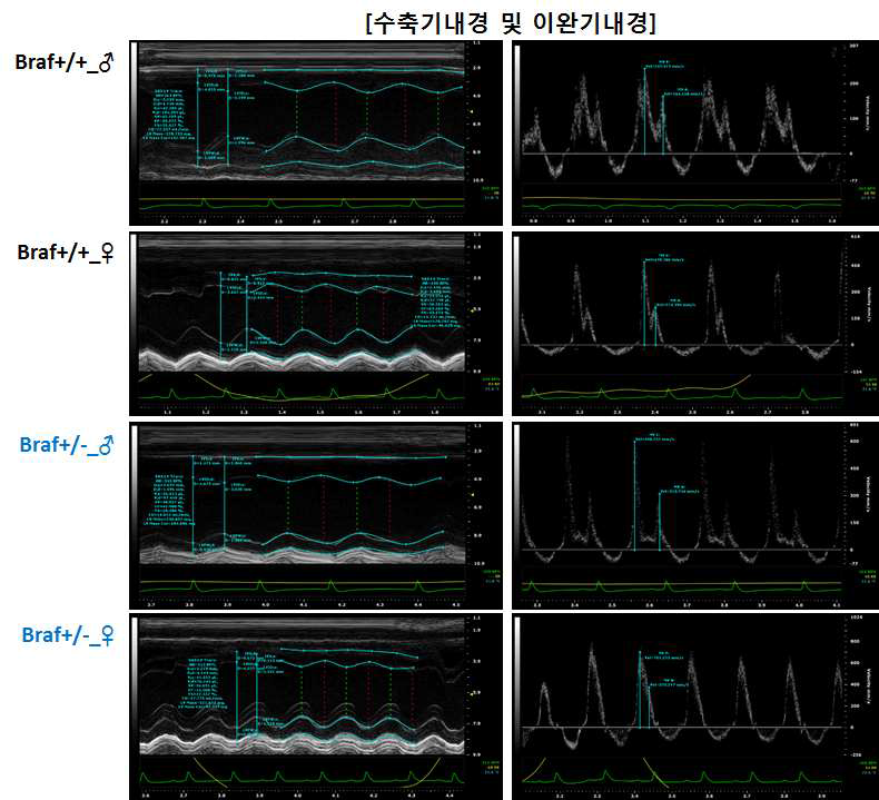 F1 산자 마우스의 심장초음파 분석