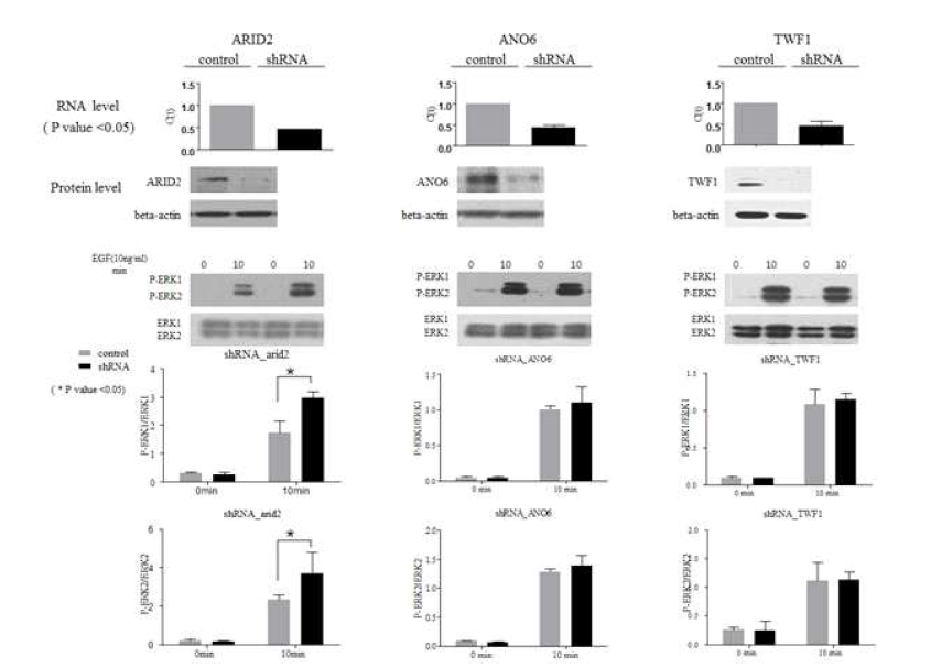 ANO6, TWF1, ARID2 유전자 특이 sh-RNA를 처리한 Hela세포에서 FGF 처리 후 ERK 인산화 증가