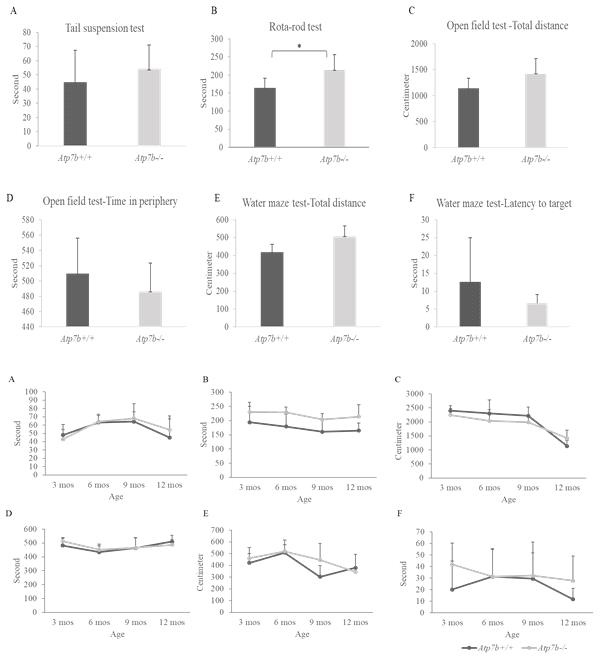 12개월령 Atp7b-/-와 Atp7b+/+ 마우스에서 행동 및 운동시험 비교, 월령에 따른 Atp7b-/-와 Atp7b+/+쥐에서 행동 및 운동시험 비교 A. Tail suspension test, B. Rota-rod test, C. Open field test-Total distance, D. Open field test-Time in periphery, E. Water maze test-Total distance, F. Water maze test-Latency to target. * P<0.05