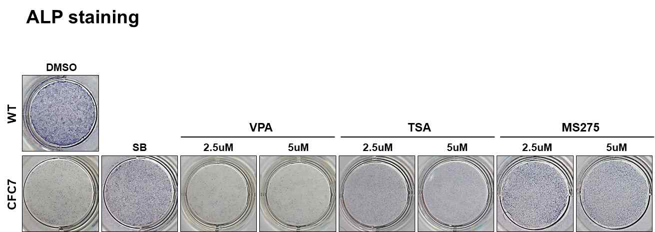WT과 CFC 환자에 HDAC 억제제를 처리한 뒤의 ALP 염색 결과