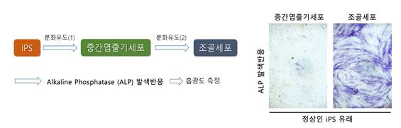 역분화 줄기세포 유래 중간엽줄기세포의 조골세포로의 분화 정량화