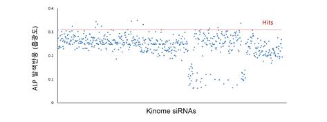 1차 siRNA 라이브러리 스크리닝 결과