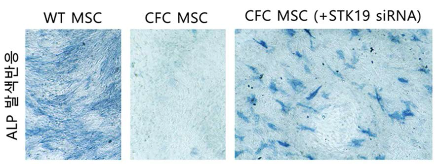 STK19 유전자 knockdown에 의한 조골분화 부분적 회복