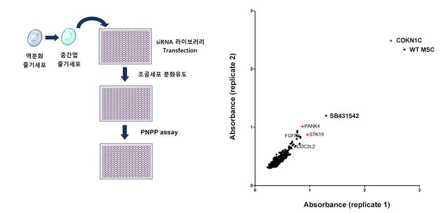 두 번째 siRNA 라이브러리 스크리닝 결과