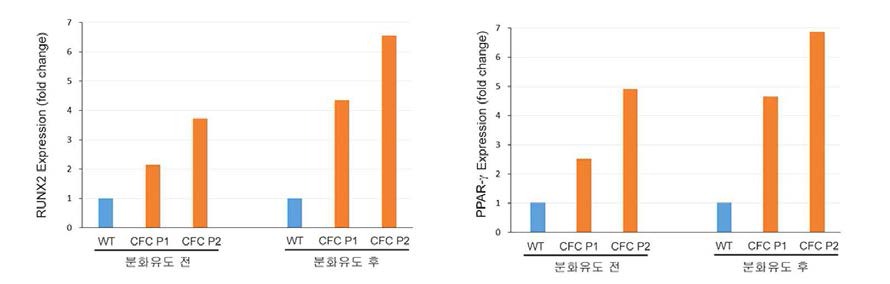 CFC MSC의 RNX2, PPAR-γ 유전자 발현양상